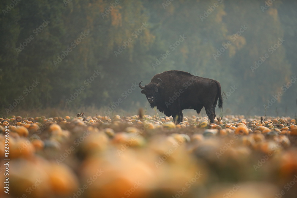 Żubr (Bos bonasus), wisent