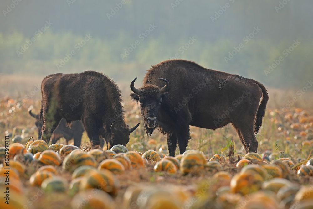 Żubr (Bos bonasus), wisent
