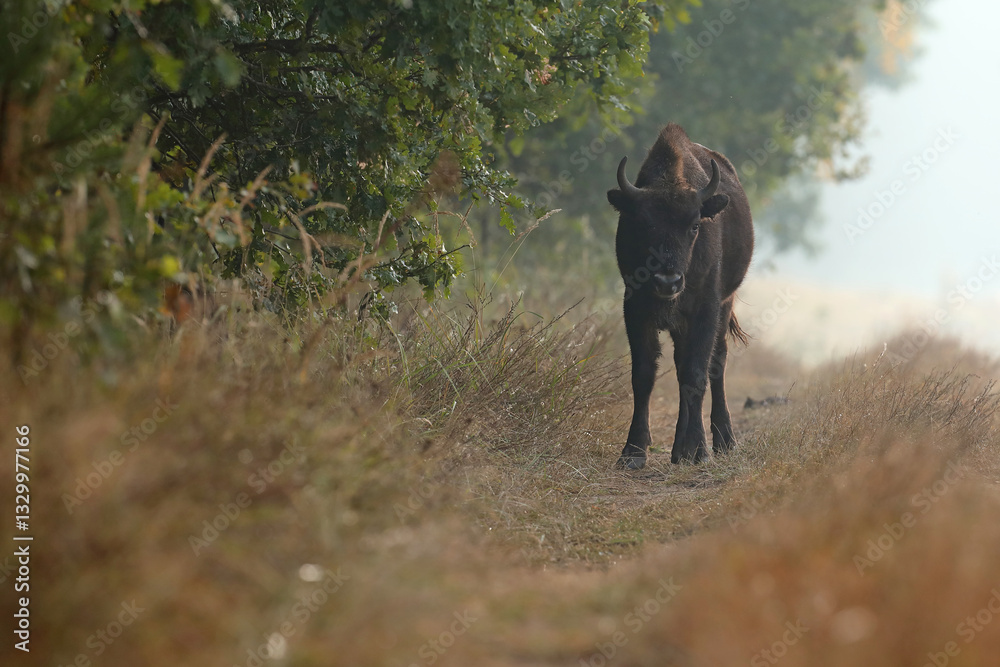Żubr (Bos bonasus), wisent