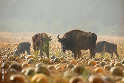 Obraz na płótnie Żubr (Bos bonasus), wisent w salonie