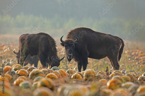 Obraz na płótnie Żubr (Bos bonasus), wisent w salonie