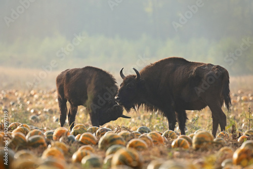 Obraz na płótnie Żubr (Bos bonasus), wisent w salonie