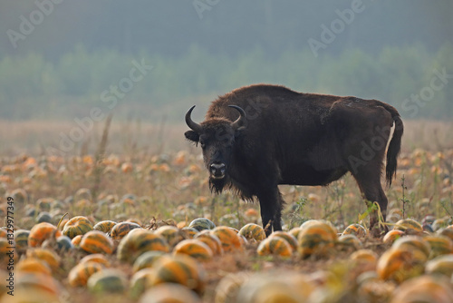 Obraz na płótnie Żubr (Bos bonasus), wisent w salonie