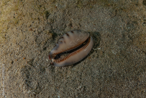 Conus Textile On the seabed in the Red Sea, Eilat Israel
 photo