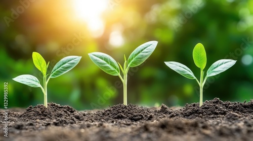Three young green plants growing in rich soil surrounded by symbols of money, representing flourishing franchise business