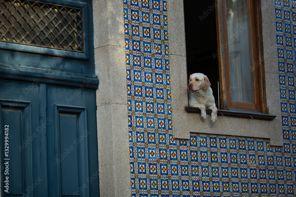A dog looks out from the window of a traditional Portuguese house adorned with azulejos, capturing a moment of charm and cultural authenticity.
