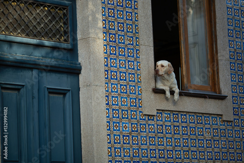 Obraz na płótnie A dog looks out from the window of a traditional Portuguese house adorned with azulejos, capturing a moment of charm and cultural authenticity. w salonie