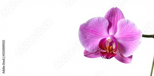 Single orchid stem isolated on white background, simple, single bloom