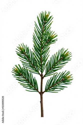 Single Pine branch isolated on a clean and minimalist white background, frosty, forest, evergreen