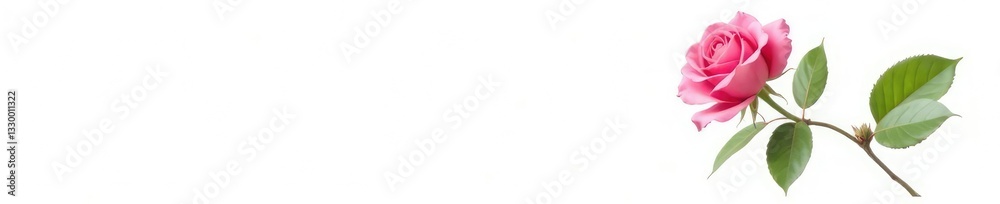 Fototapeta premium Single rose branch with leaves on white background, bloom, garden, isolated