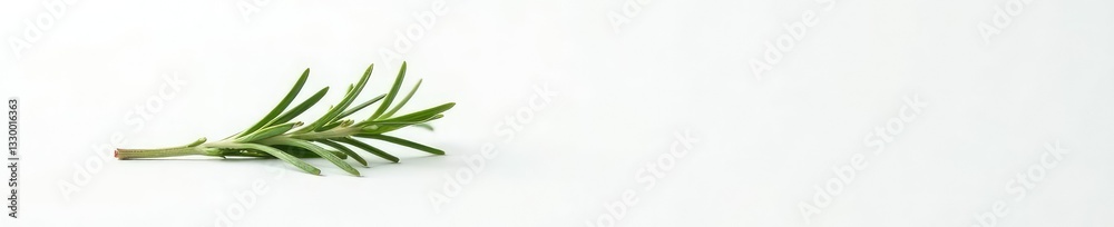 Single sprig of rosemary on white background with minimal decor, minimalist, nature Single sprig of rosemary on white background with minimal decor, minimalist, nature