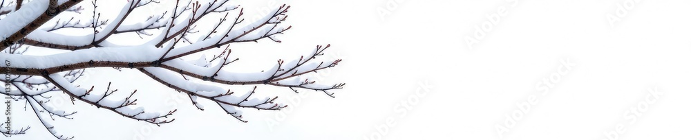 Snowy branches with bare twigs isolated on white, nature, branches, solitude Snowy branches with bare twigs isolated on white, nature, branches, solitude