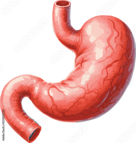 Watercolor vector medical illustration of a human stomach