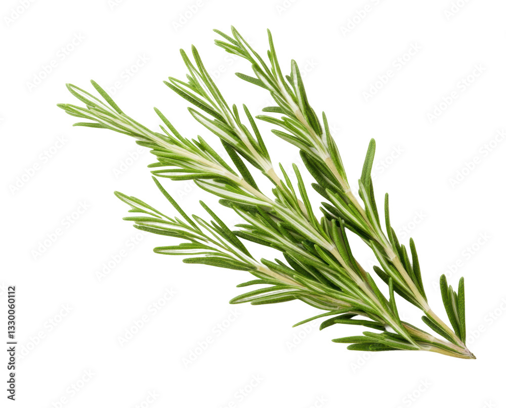 Fototapeta premium Fresh rosemary herb on black background captured in high detail, cut out