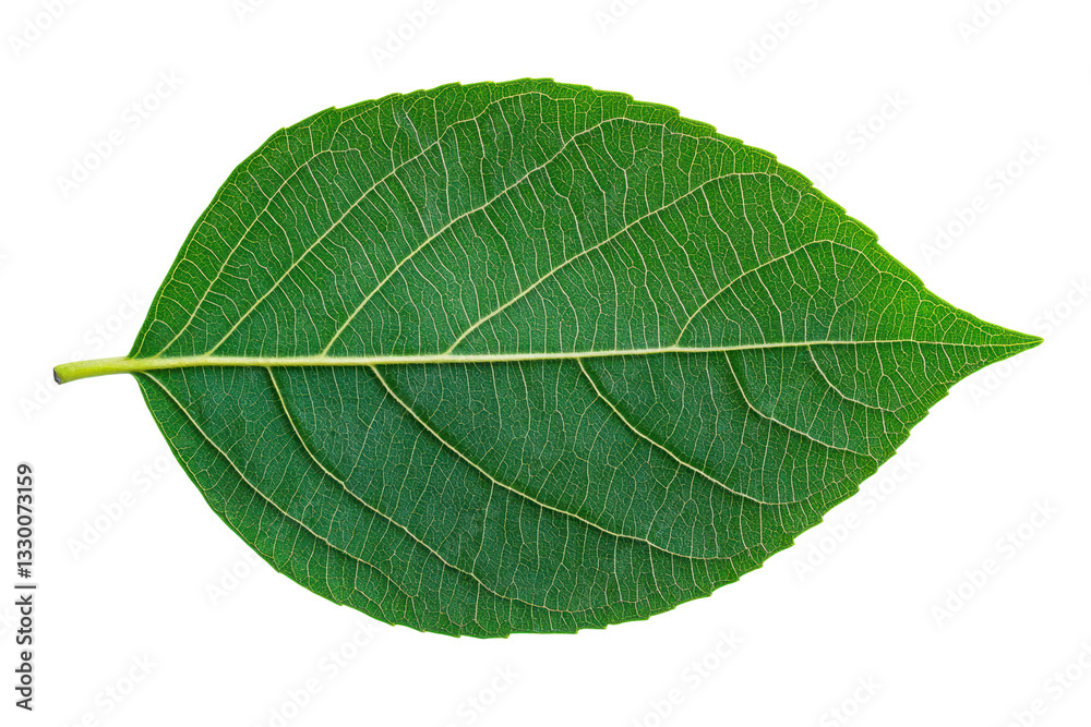Obraz premium Vibrant green leaf with detailed veins on black background, cut out