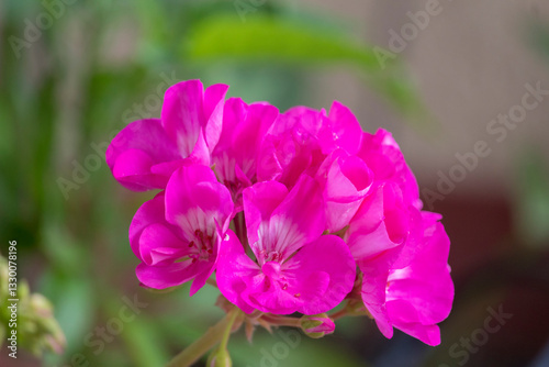 Pink Pelargonium, geranium, in the home garden.