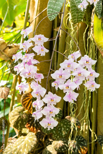 Phalaenopsis Schilleriana plant in Zurich in Switzerland 4.3.2025 photo