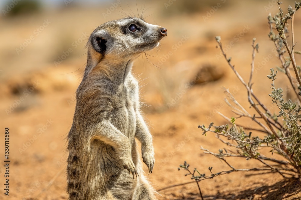Fototapeta premium Meerkat Stands Upright in Desert Landscape, Scanning Surroundings While Seeking Safety at Dusk Generative AI