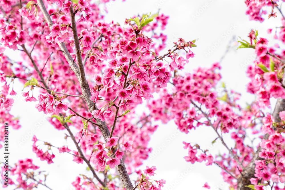 Sakura