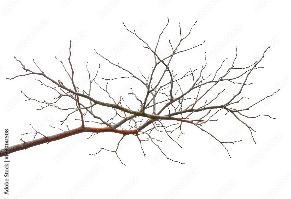 Obraz premium Bare, intertwined branches isolated against a pure white backdrop, macro, rustic