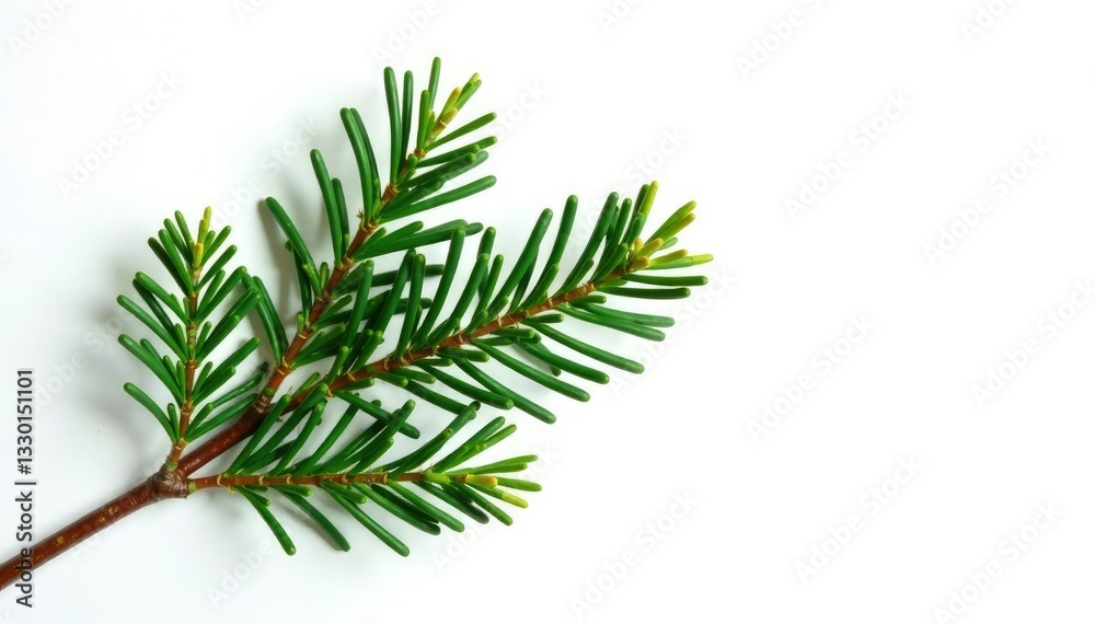 Naklejka premium Single isolated branch of fir tree on white background, coniferous, evergreen
