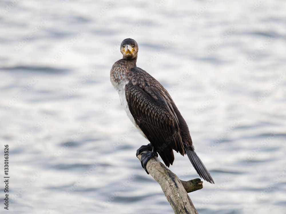 Cormorant, Phalacrocorax perched on the branch Cormorant, Phalacrocorax perched on the branch