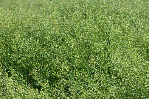 Canvastavla Leindotter,  Camelina sativa