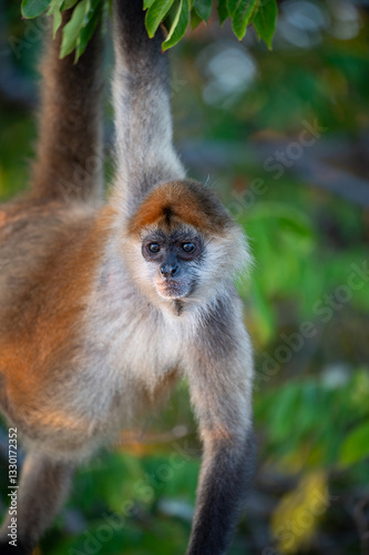 Capuchin monkey hangs from tree branch in tropical forest during golden hour