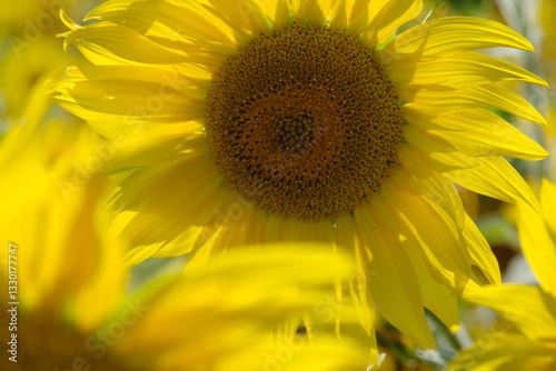 Sonnenblumen,  Helianthus annuus L.