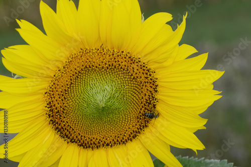 Sonnenblumen,  Helianthus annuus L., Honigbiene
