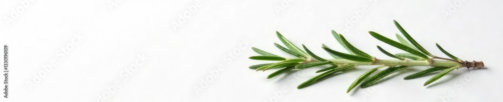 Single sprig of rosemary against white canvas, dry, botanical, flowers Single sprig of rosemary against white canvas, dry, botanical, flowers