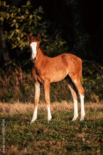 Warmblutfohlen