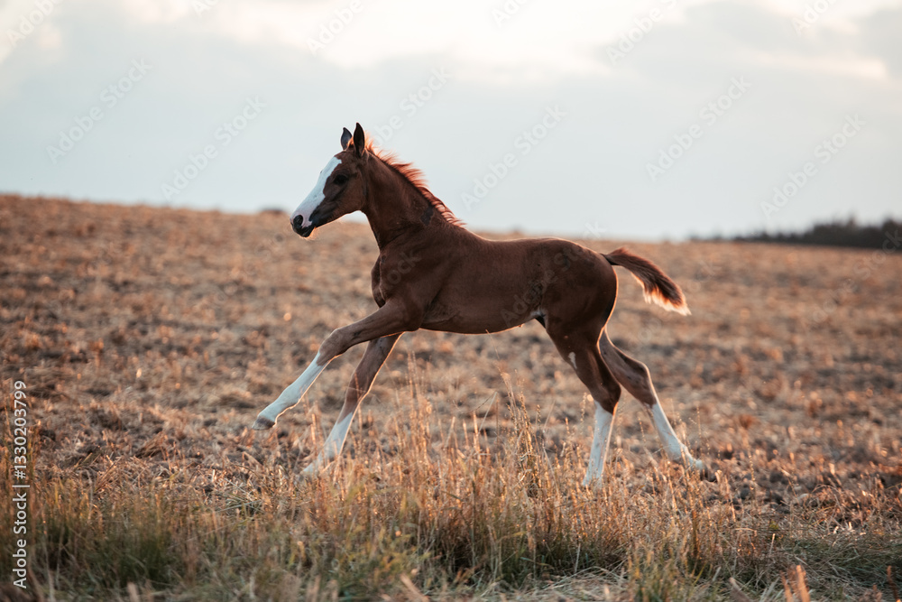 Warmblutfohlen Warmblutfohlen