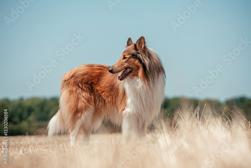 Obraz na płótnie Collie im Sommer w salonie