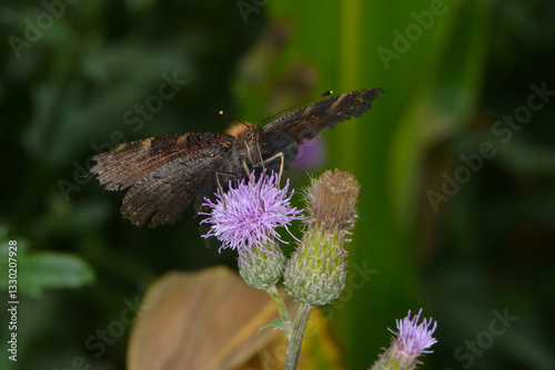 Tagpfauenauge,  Inachis io photo