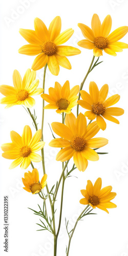 Vibrant Yellow Flowers Isolated on White Background for Design Use