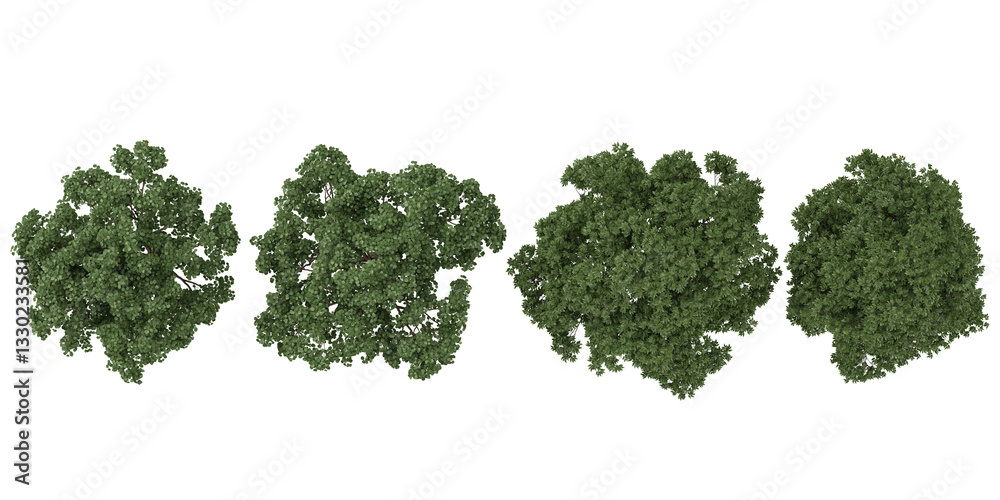 Obraz premium 3d illustration of Cotinus trees on transparent background from the top view