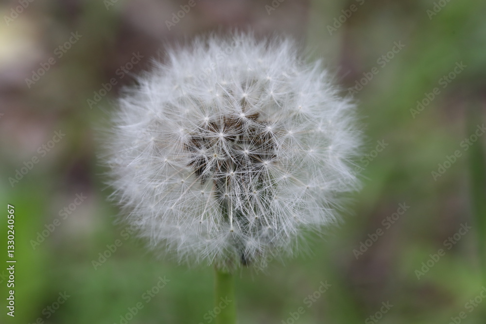 Fototapeta premium Pusteblume, Löwenzahn