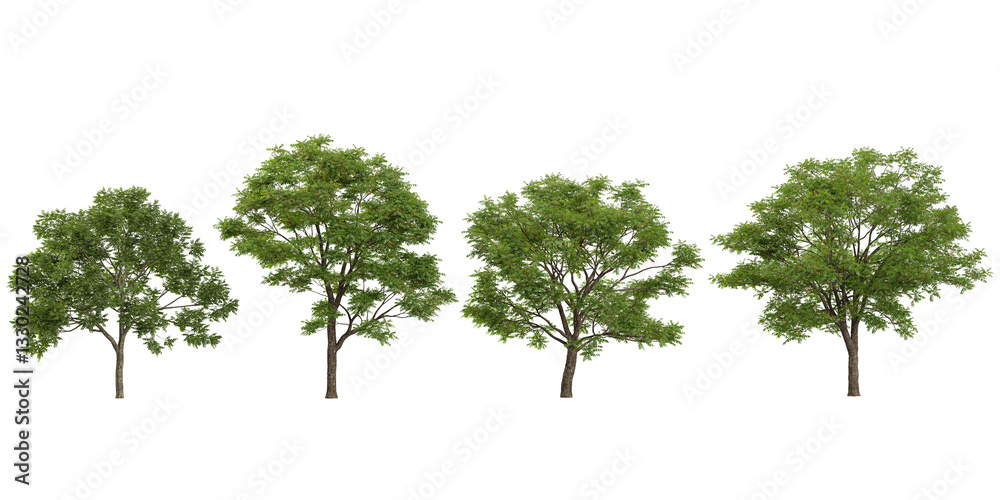 Obraz premium Collection of Azadirachta indica trees on transparent background