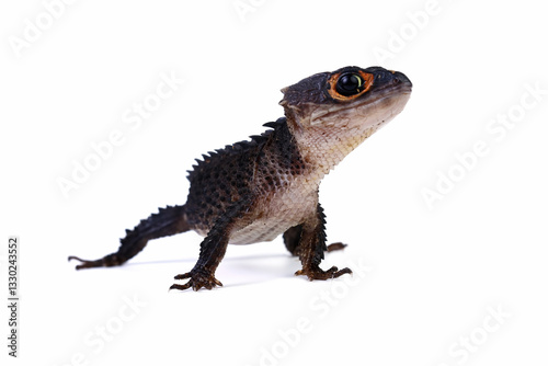 Red-eye crocodile skink isolated on white