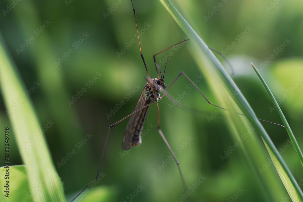 Mosquito insect on a leaf in rainforest macro photography Mosquito insect on a leaf in rainforest macro photography