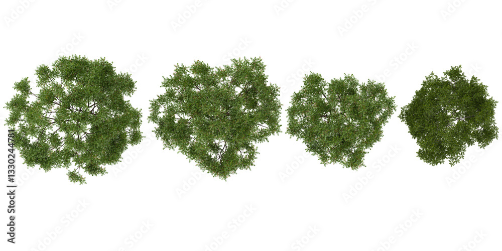 Obraz premium Collection of Neem trees on transparent background from the top view