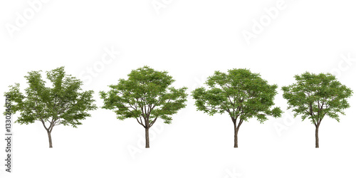 Collection of Ulmus parvifolia trees on transparent background photo
