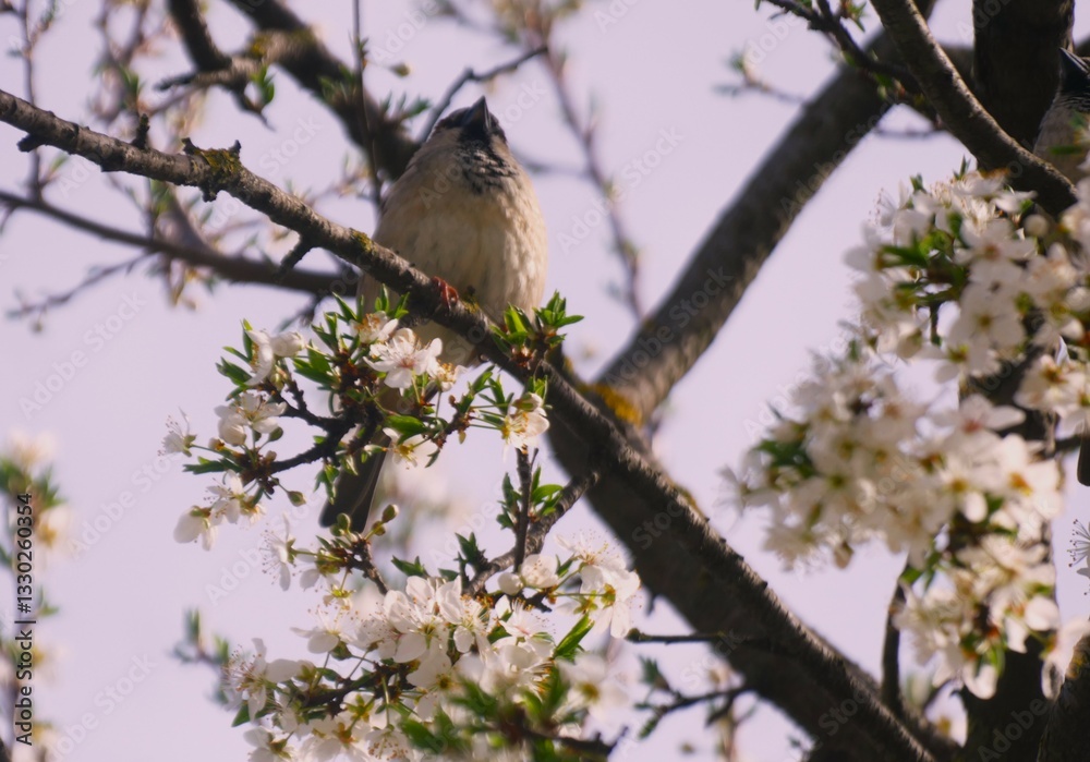 Cute little sparrow sitting on a blooming branch full of white flowers in springtime Cute little sparrow sitting on a blooming branch full of white flowers in springtime