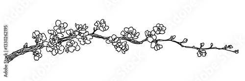 cherry blossom branch hand drawn doodle black vector sketch