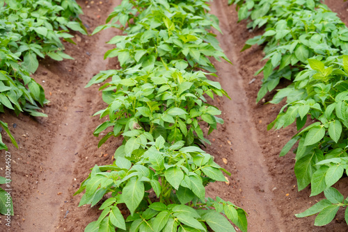 green potato tops, tuberous herbaceous plant, Solánum tuberósum, agricultural scene, field ripening, agricultural land, farm life
