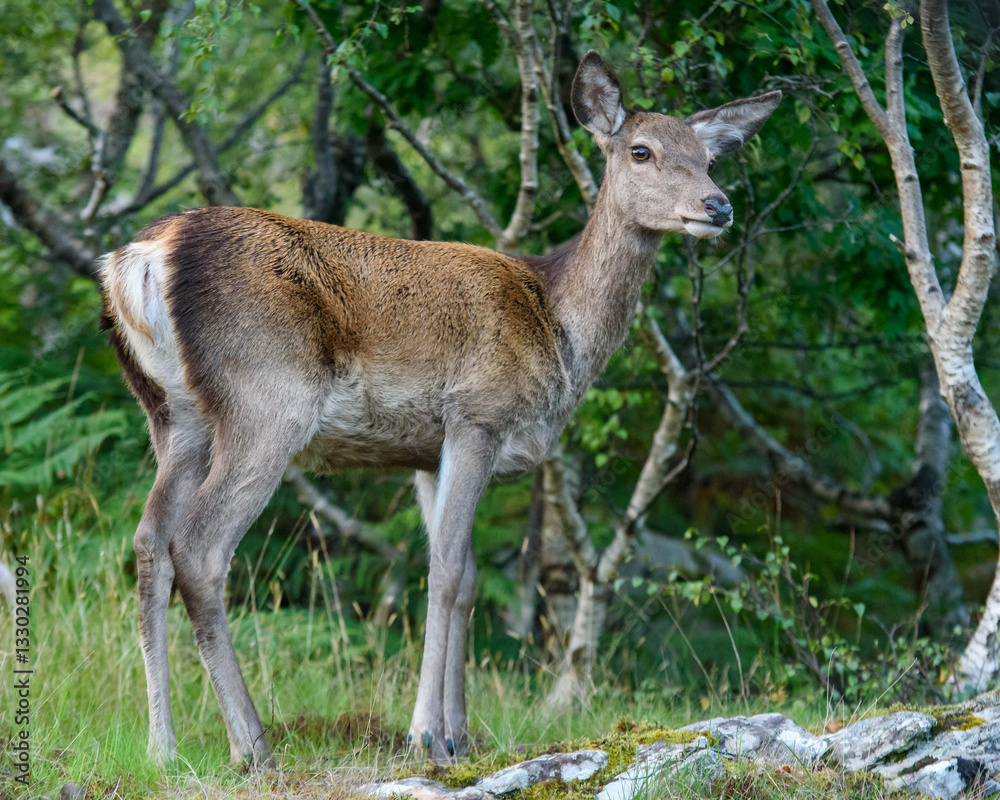 Portrait of a Red Deer Hind photographed in a Scottish woodland scene Portrait of a Red Deer Hind photographed in a Scottish woodland scene
