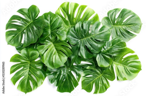 Arrangement of Monstera Leaves in Lush Green Tones on White Background