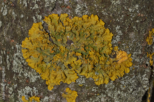 Wall Xanthoria (lat. Xanthoria parietina) is a lichen of the Telochistaceae family, a species of the Xanthoria genus on the bark of a tree.
