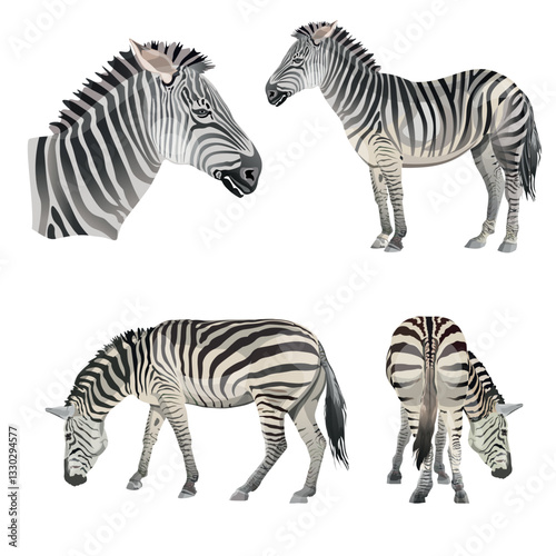 Set of vector zebras. Vector illustration isolated on the white background
